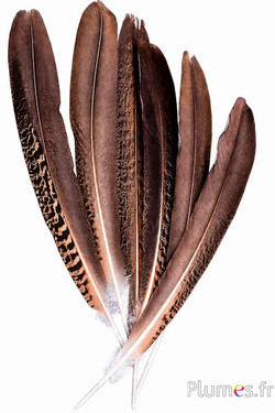 Pauw paars - 45-52 cm - natuurlijk